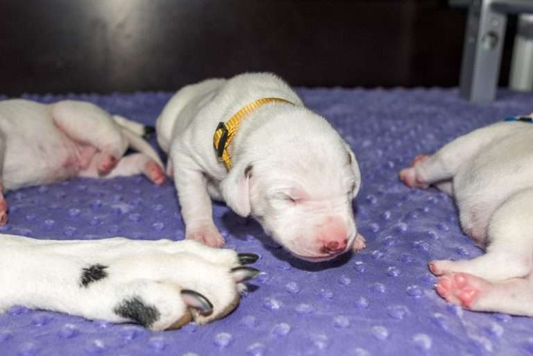 9. Lebenstag - B-Wurf (7)