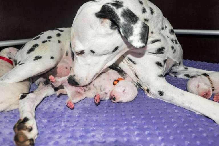 9. Lebenstag - B-Wurf (8)