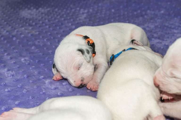 9. Lebenstag - B-Wurf (9)