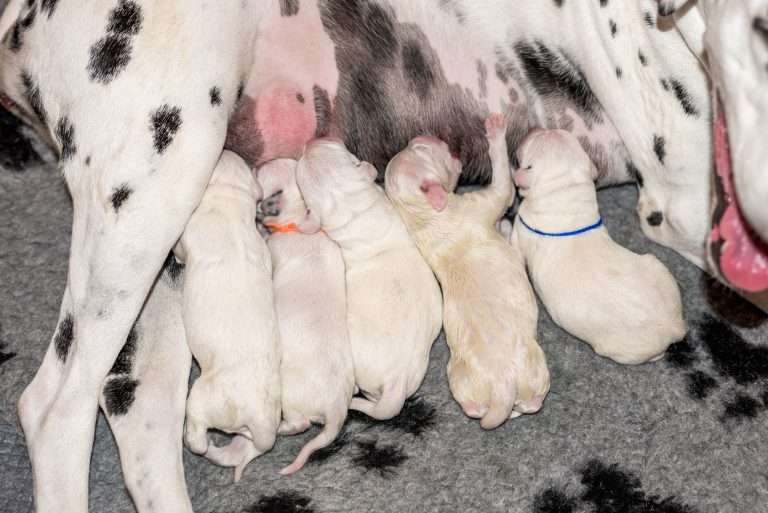 Geburt - B-Wurf (10)