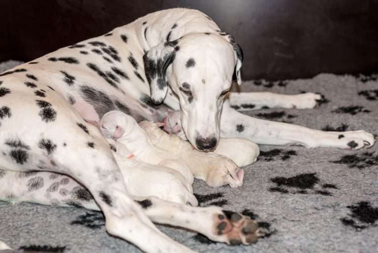 Geburt - B-Wurf (11)