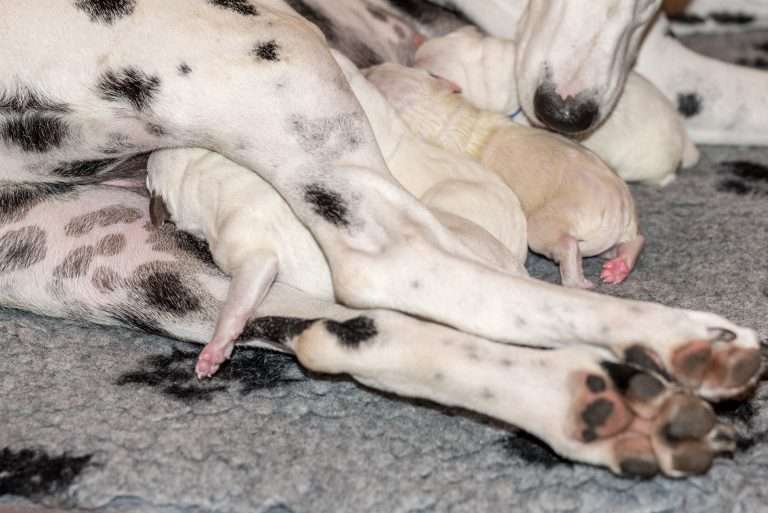 Geburt - B-Wurf (12)