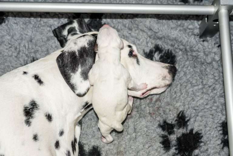 Geburt - B-Wurf (13)