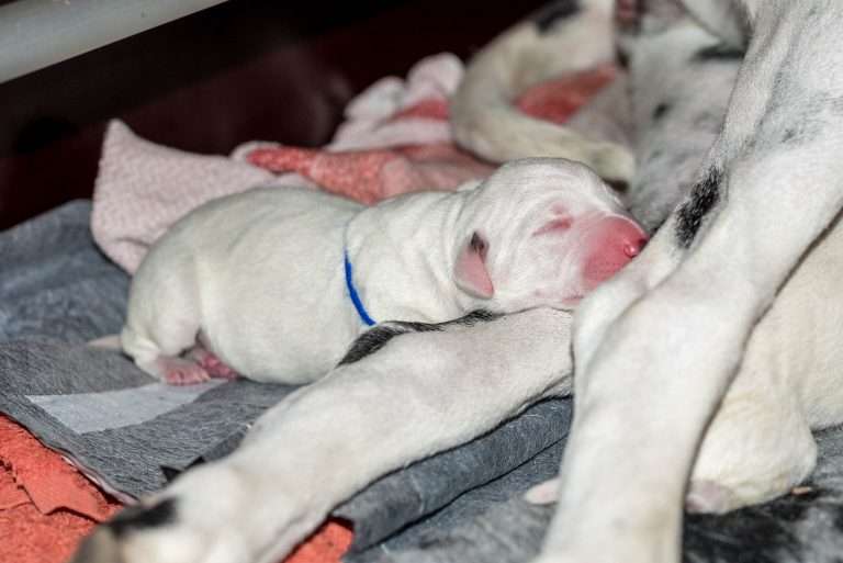 Geburt - B-Wurf (14)