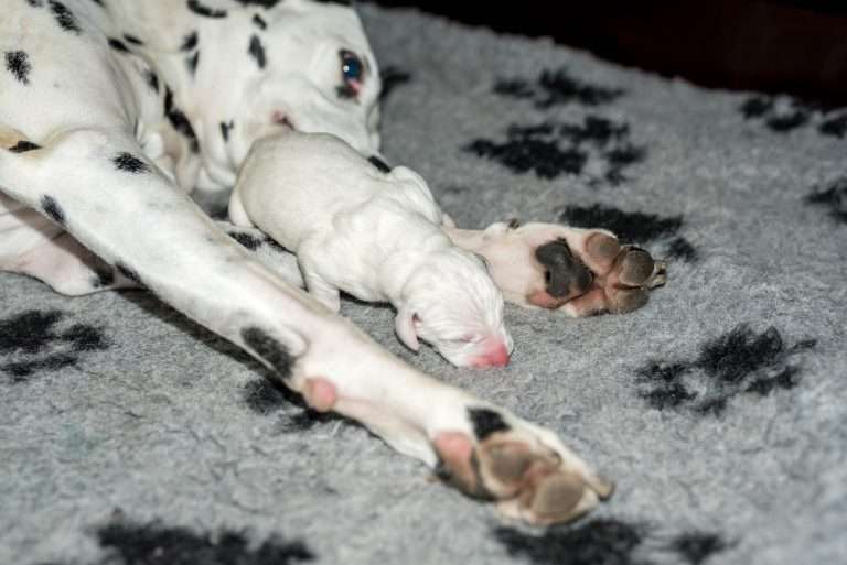 Geburt - B-Wurf (15)