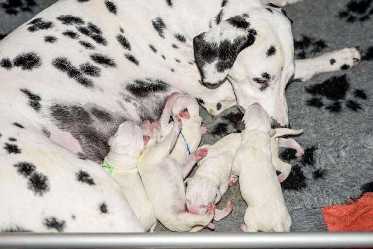 Geburt - B-Wurf (16)