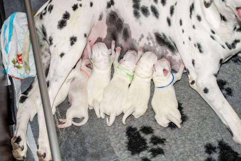 Geburt - B-Wurf (17)