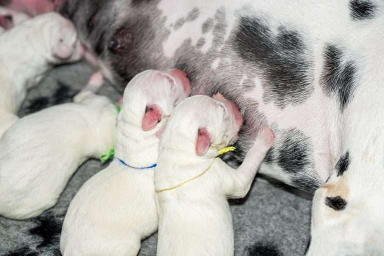 Geburt - B-Wurf (18)