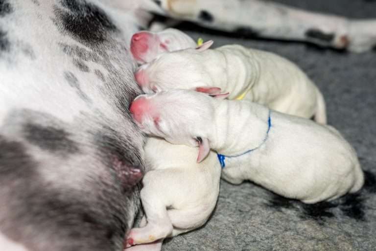 Geburt - B-Wurf (19)