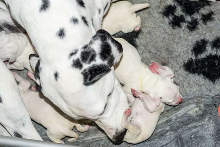 Geburt - B-Wurf (20)