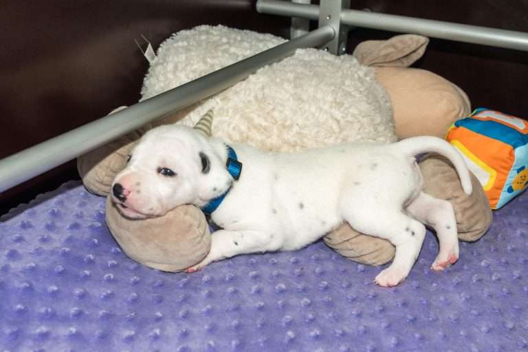 19. Lebenstag - B-Wurf (26)