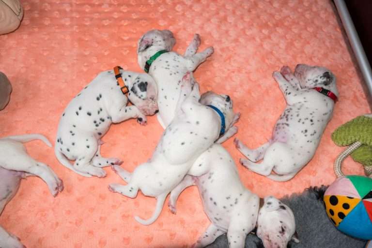 20. Lebenstag - B-Wurf (1)