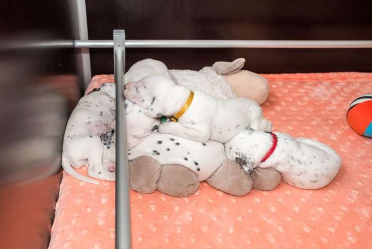 20. Lebenstag - B-Wurf (10)