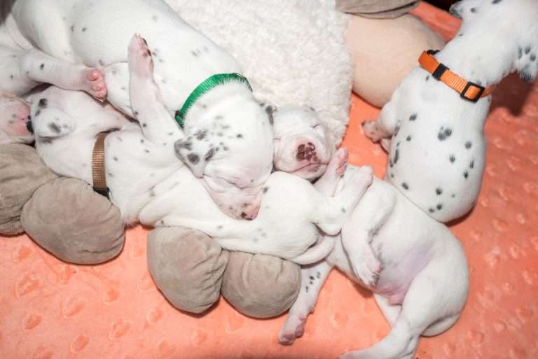 20. Lebenstag - B-Wurf (12)