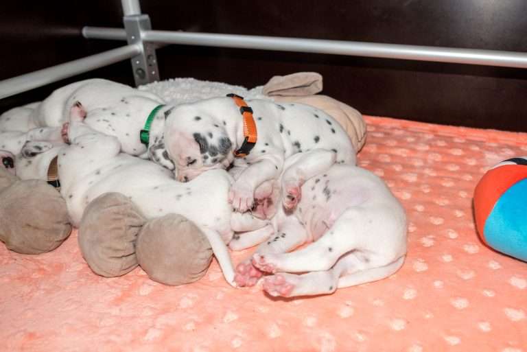 20. Lebenstag - B-Wurf (13)