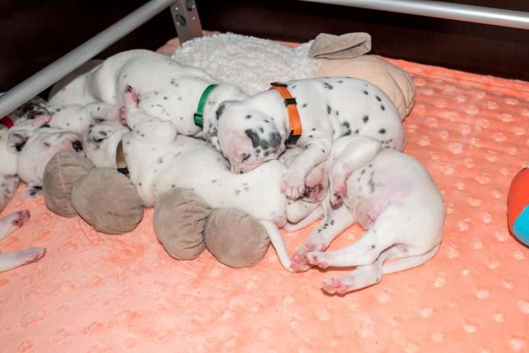 20. Lebenstag - B-Wurf (14)