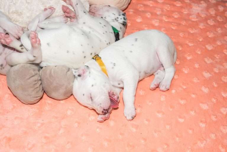 20. Lebenstag - B-Wurf (15)