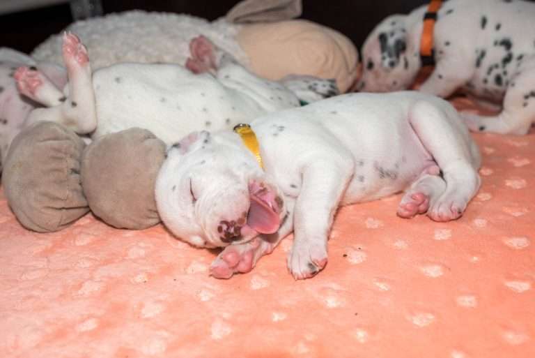 20. Lebenstag - B-Wurf (16)