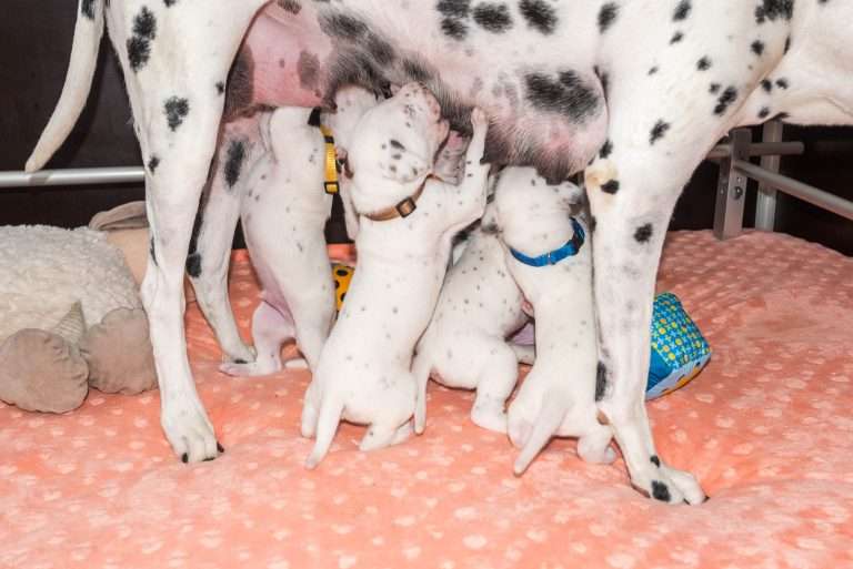 20. Lebenstag - B-Wurf (17)