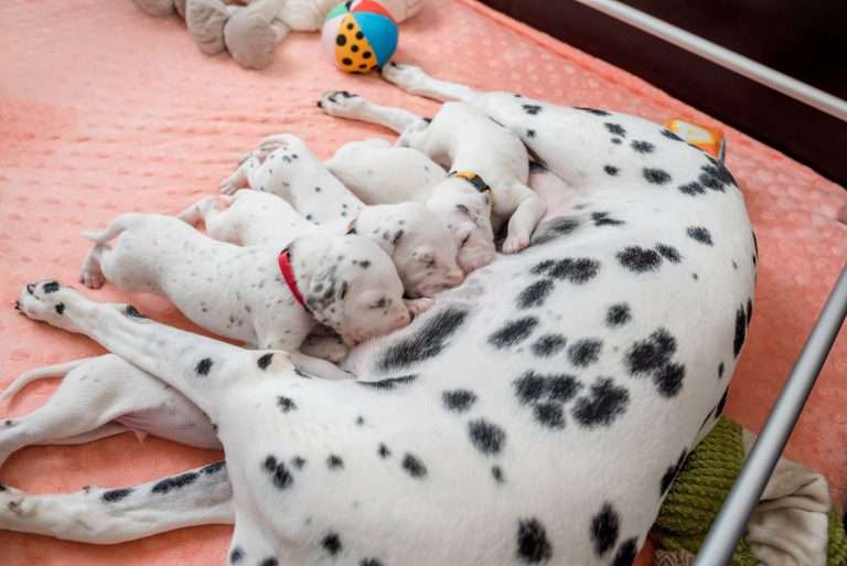 20. Lebenstag - B-Wurf (18)