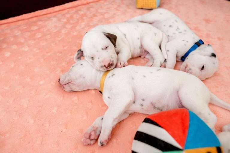 20. Lebenstag - B-Wurf (19)