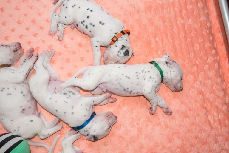 20. Lebenstag - B-Wurf (2)