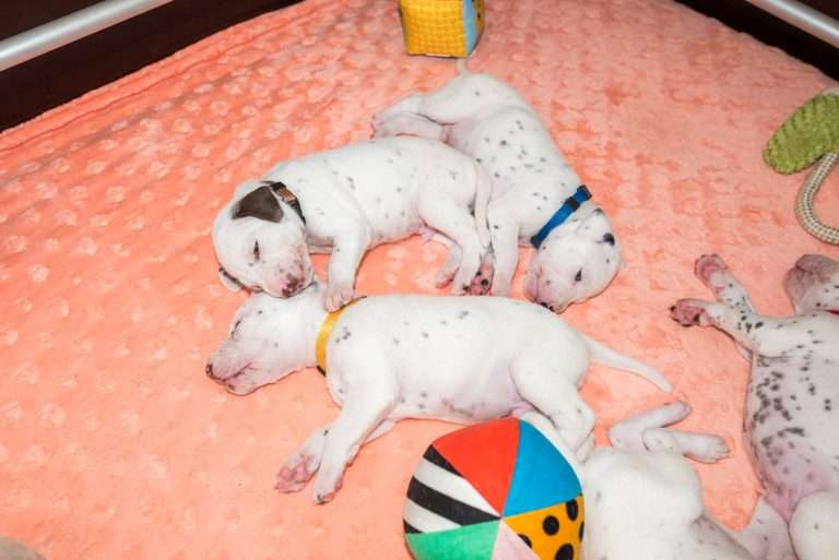 20. Lebenstag - B-Wurf (20)