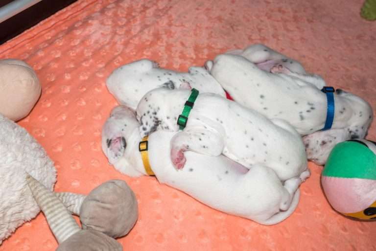 20. Lebenstag - B-Wurf (21)