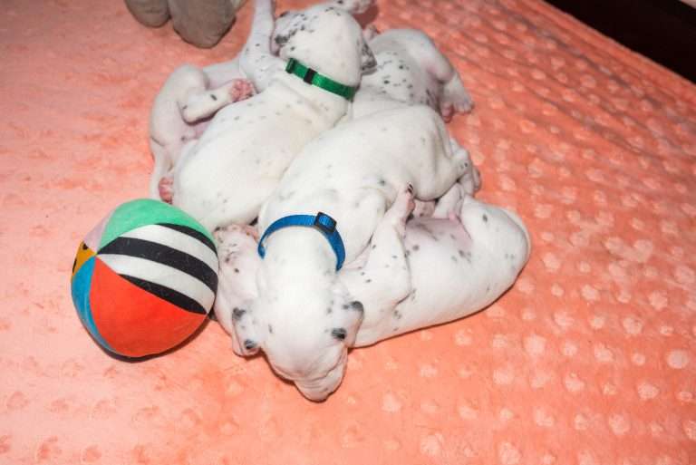 20. Lebenstag - B-Wurf (22)