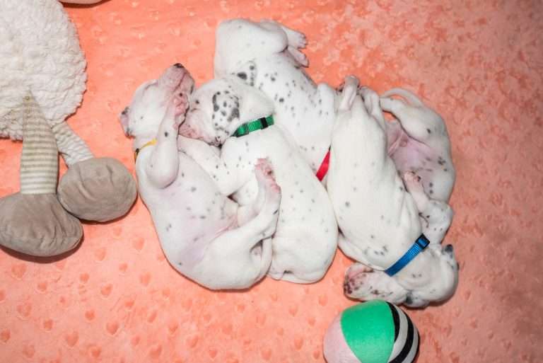 20. Lebenstag - B-Wurf (23)