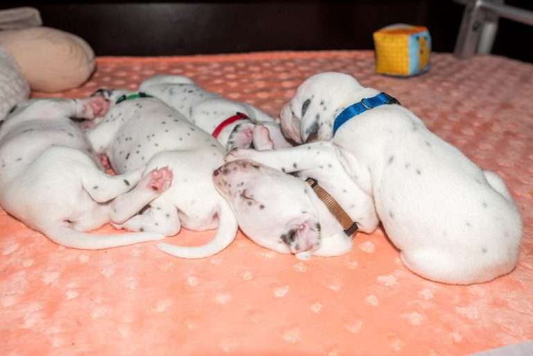 20. Lebenstag - B-Wurf (24)