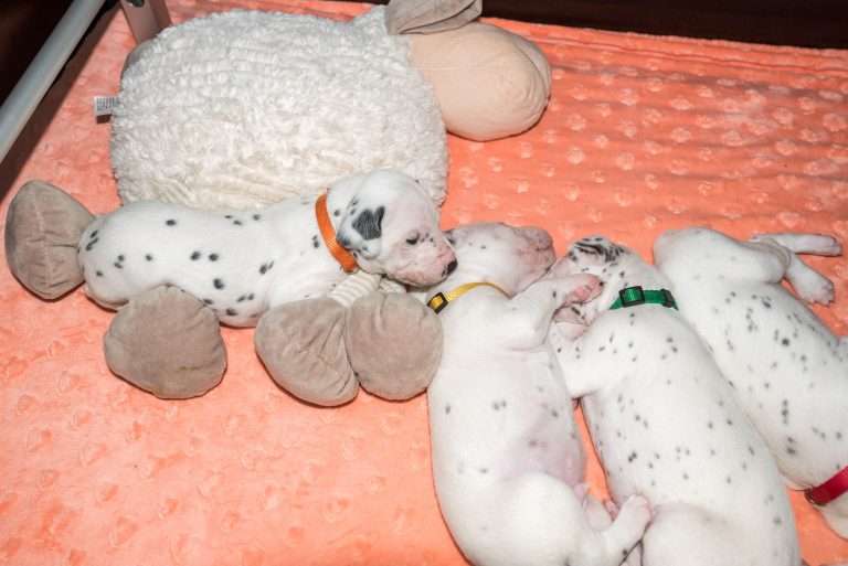 20. Lebenstag - B-Wurf (25)