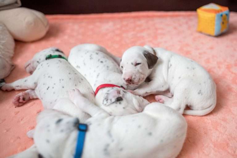 20. Lebenstag - B-Wurf (26)