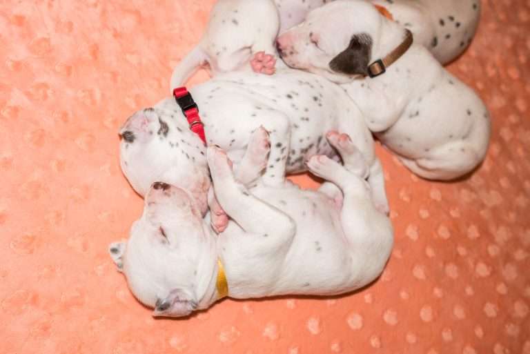 20. Lebenstag - B-Wurf (27)