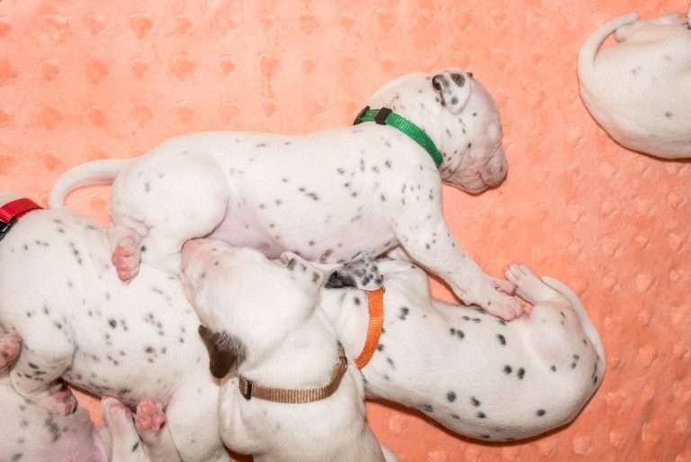 20. Lebenstag - B-Wurf (28)