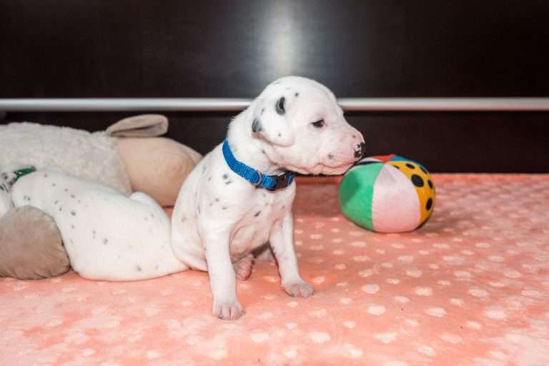 20. Lebenstag - B-Wurf (3)