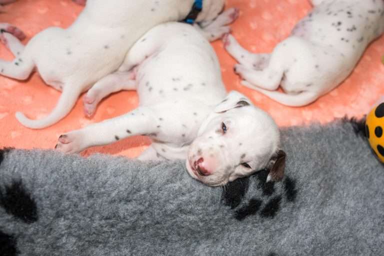 20. Lebenstag - B-Wurf (30)