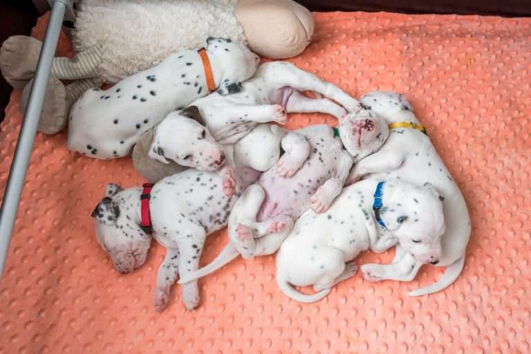 20. Lebenstag - B-Wurf (31)