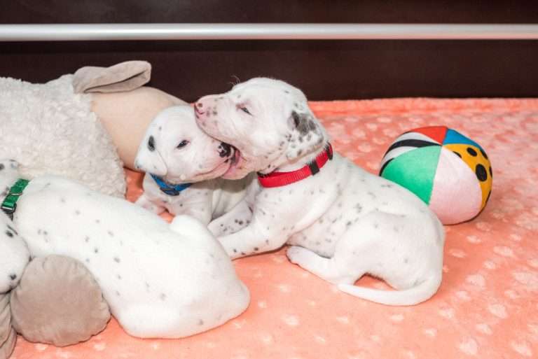 20. Lebenstag - B-Wurf (4)