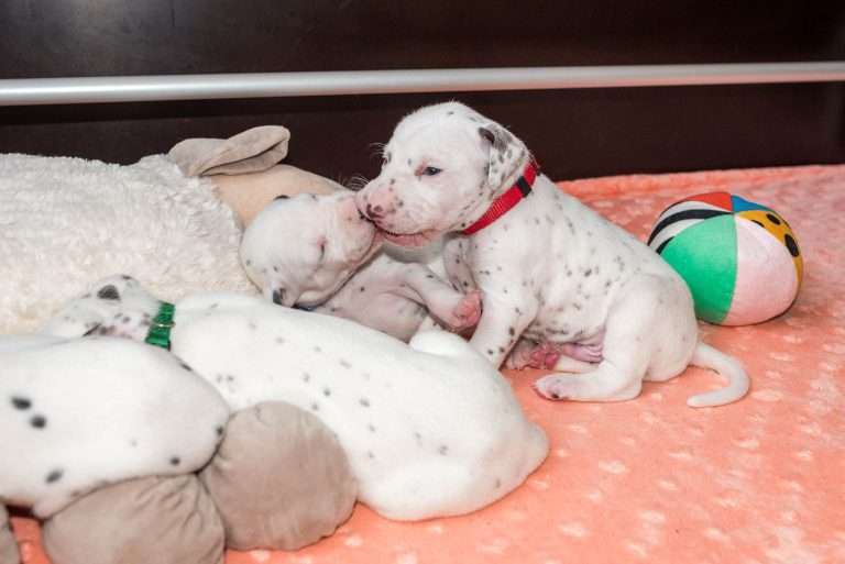 20. Lebenstag - B-Wurf (5)