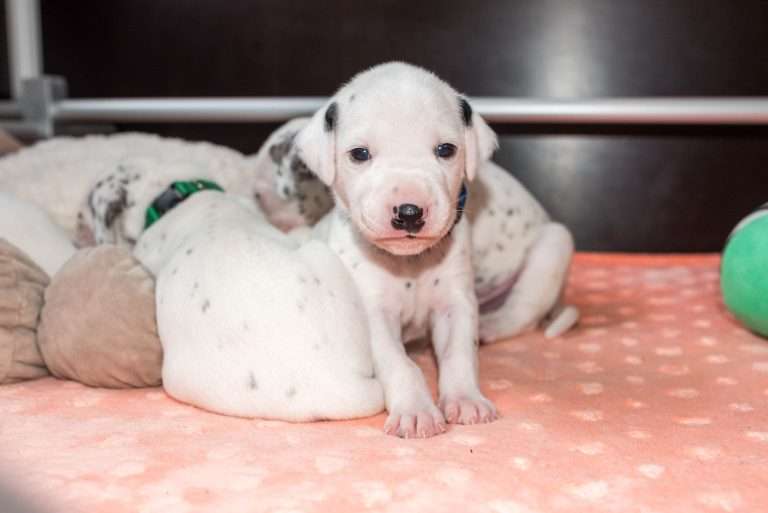 20. Lebenstag - B-Wurf (6)