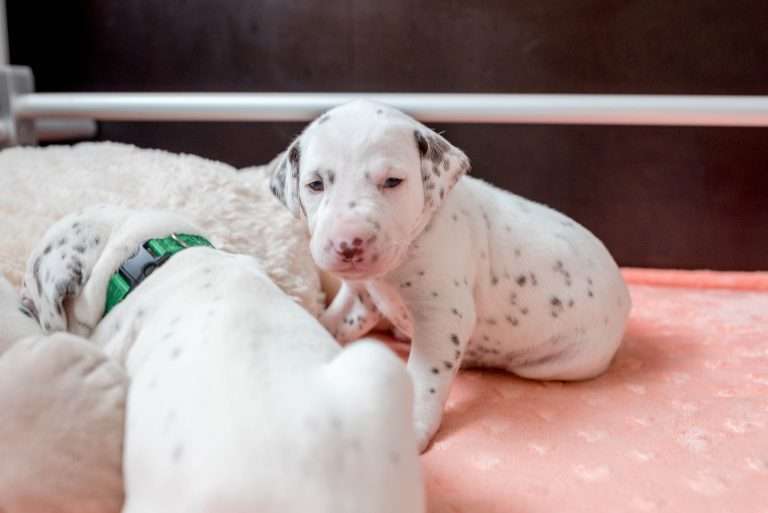 20. Lebenstag - B-Wurf (7)