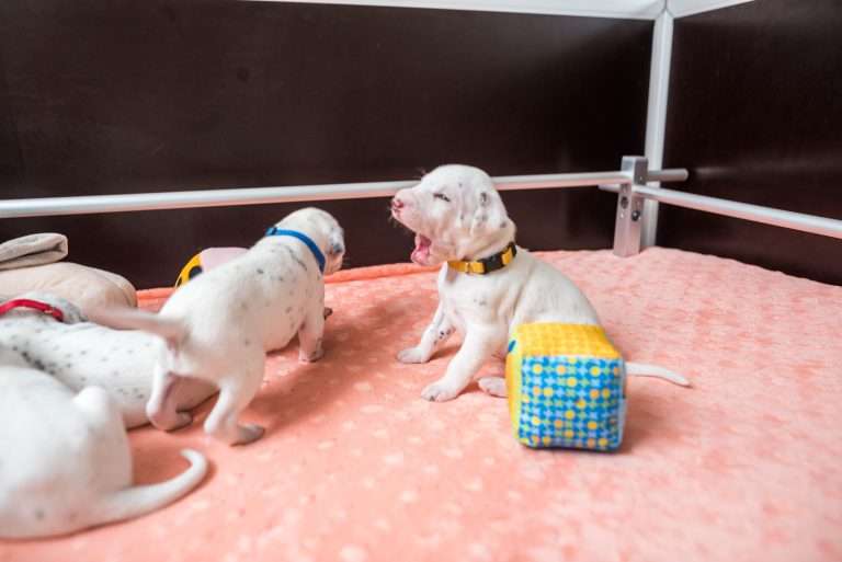 20. Lebenstag - B-Wurf (9)