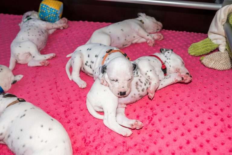 21. Lebenstag - B-Wurf (1)