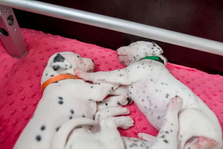 21. Lebenstag - B-Wurf (10)