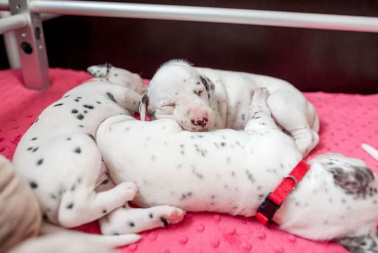 21. Lebenstag - B-Wurf (11)