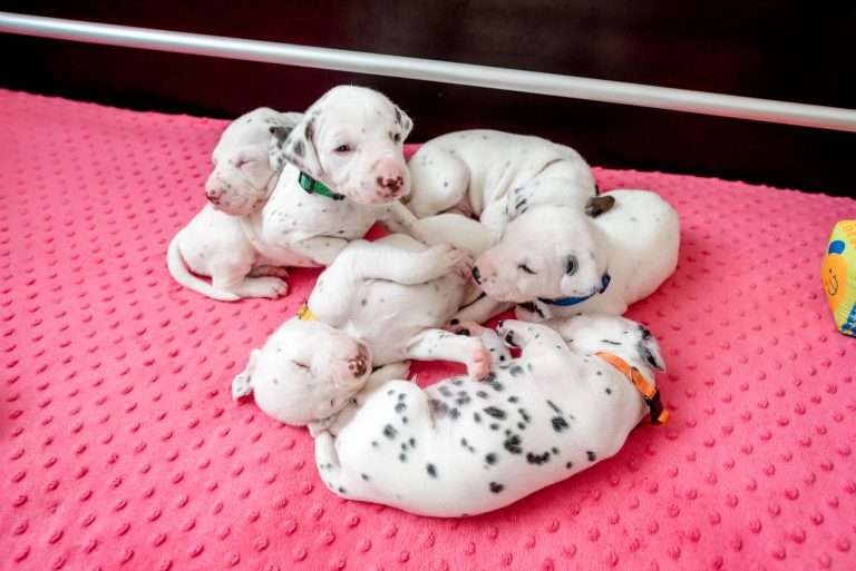 21. Lebenstag - B-Wurf (12)