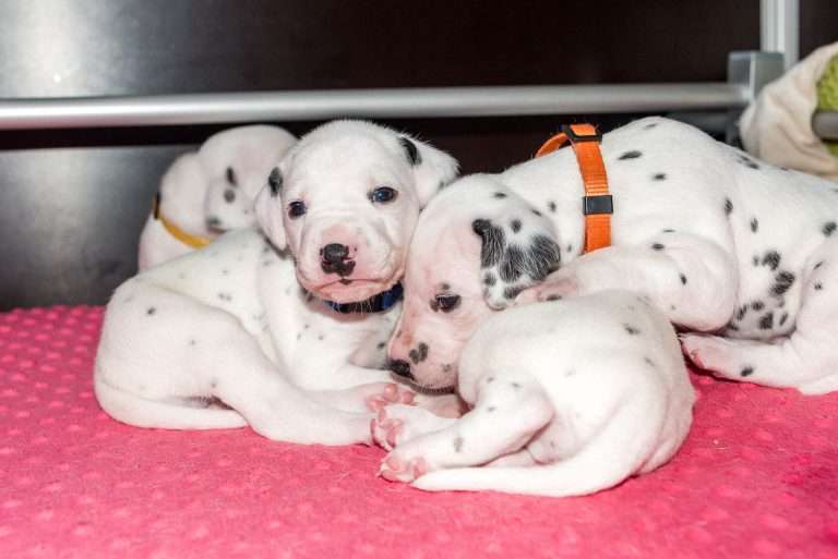 21. Lebenstag - B-Wurf (13)