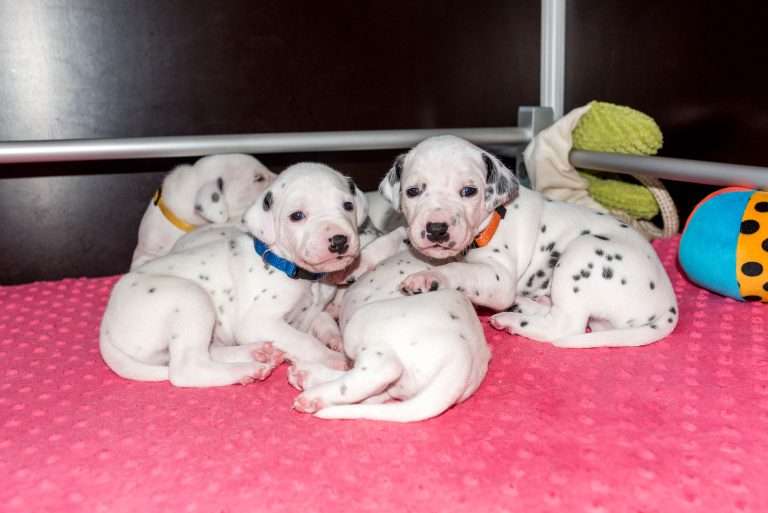 21. Lebenstag - B-Wurf (14)