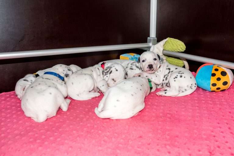 21. Lebenstag - B-Wurf (15)